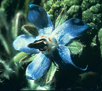 borage by FES.jpg